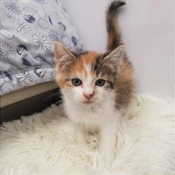 Rescue Domestic Short Hair Cats for Adoption in Hannibal, Missouri - Bubbles | PetCurious