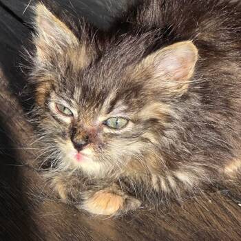 Rescue Domestic Short Hair Cats for Adoption in Grantsville, Utah - Misty | PetCurious