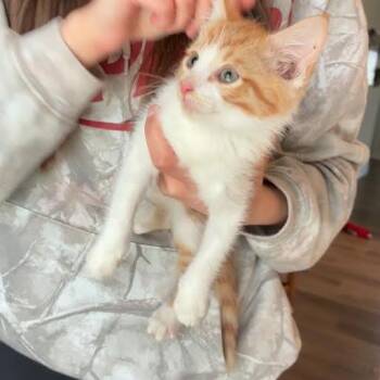 Domestic Short Hair Cats Available for Adoption - Gus | PetCurious