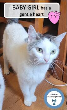 Rescue Domestic Short Hair Cats for Adoption in Cincinnati, Ohio - Baby Girl | PetCurious