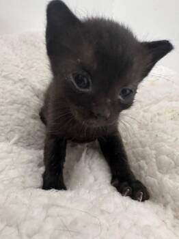 Raphael -  Domestic Short Hair Cat for Adoption in Newnan, Georgia - Raphael | PetCurious