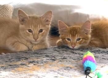 Brick -  Domestic Long Hair and Tabby Cat for Adoption in Fort Myers, Florida - Brick | PetCurious