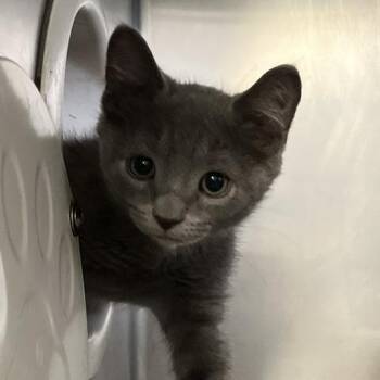 Reverie -  Domestic Short Hair Cat for Adoption in Baltimore, Maryland - Reverie | PetCurious
