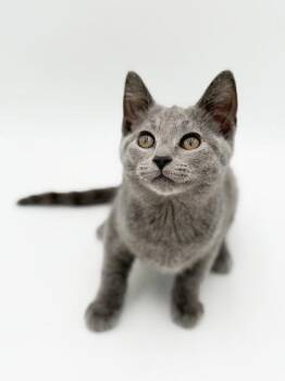 Blue Strips -  Russian Blue and Domestic Short Hair Cat for Adoption in Bowling Green, Kentucky - Blue Strips | PetCurious