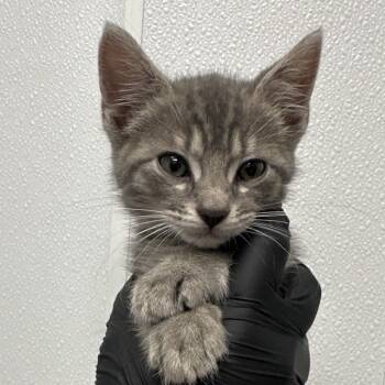 Domestic Short Hair Cats Available for Adoption in Abilene, Texas - R. Watson | PetCurious