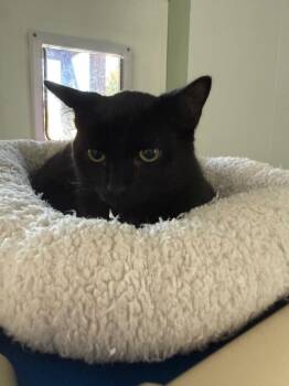Colin -  Domestic Short Hair Cat for Adoption in Albion, New York - Colin | PetCurious
