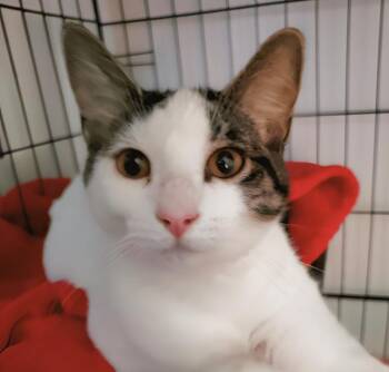 Domestic Short Hair Cats Available for Adoption in Adrian, Michigan - Dharma | PetCurious