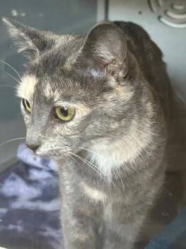 Domestic Short Hair Cats Available for Adoption in Dayton, Minnesota - Bear 10-1 | PetCurious