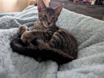 Neptune -  Domestic Short Hair Cat for Adoption in Scranton, Pennsylvania - Neptune | PetCurious
