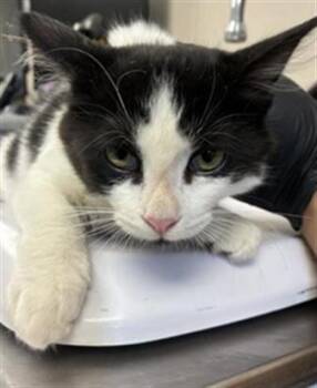 A255027 -  Domestic Short Hair Cat for Adoption in Visalia, California - A255027 | PetCurious