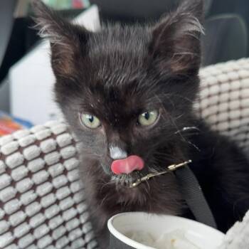 Towa -  Domestic Short Hair Cat for Adoption in Knoxville, Tennessee - Towa | PetCurious