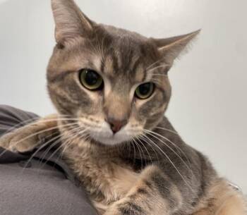 Loki -  Domestic Short Hair Cat for Adoption - Loki | PetCurious