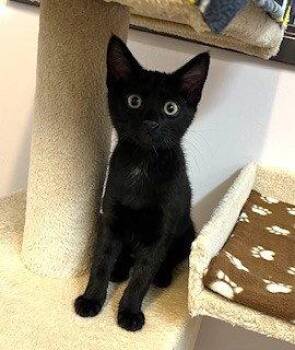 Kitten Katie -  Domestic Short Hair Cat for Adoption in Seal Beach, California - Kitten Katie | PetCurious