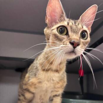 Strawberry Shortcake -  Domestic Short Hair Cat for Adoption in Goleta, California - Strawberry Shortcake | PetCurious