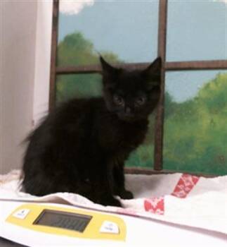FURIOSA -  Domestic Short Hair Cat for Adoption in Houston, Texas - FURIOSA | PetCurious