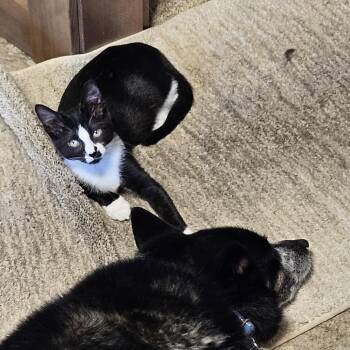 Josephine -  Domestic Short Hair Cat for Adoption in Spokane, Washington - Josephine | PetCurious