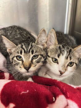 Rescue Domestic Short Hair Cats for Adoption in Holland, Michigan - Wasabi & Wonton | PetCurious