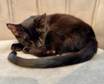 Rescue Domestic Short Hair Cats for Adoption in Beaverton, Oregon - Papaya | PetCurious