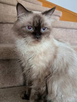 Rescue Ragdoll and Himalayan Cats for Adoption in Brampton, Ontario - Zarie | PetCurious