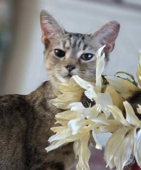 Olivia -  Domestic Short Hair Cat for Adoption in Clayton, North Carolina - Olivia | PetCurious