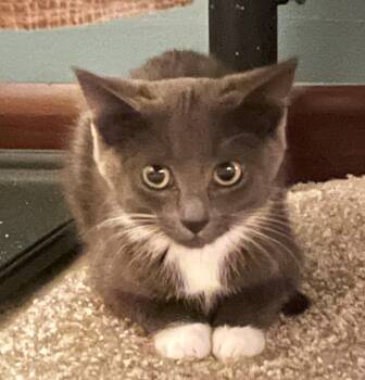 Rescue Russian Blue Cats for Adoption in Ypsilanti, Michigan - Snickett     (Bonded To Li