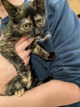 Roberta and Rainbow -  Domestic Short Hair Cat for Adoption in Worcester, Massachusetts - Roberta And Rainbow | PetCurious