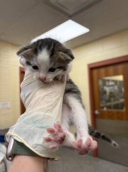 Sleeper Sofa -  Domestic Short Hair Cat for Adoption in Westland, Michigan - Sleeper Sofa | PetCurious