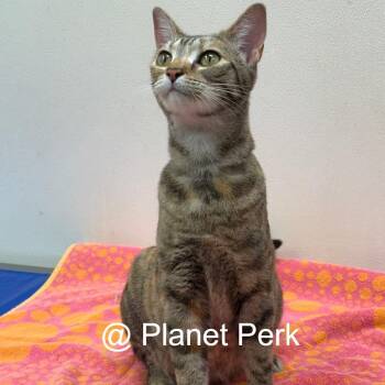 Mocha -  Domestic Short Hair Cat for Adoption in Oshkosh, Wisconsin - Mocha | PetCurious
