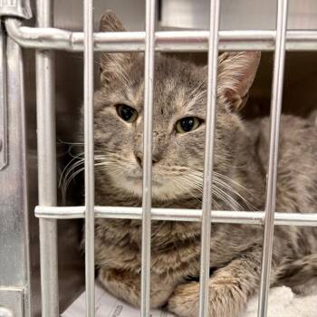 Domestic Short Hair Cats Available for Adoption - Saul | PetCurious