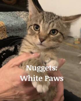 Domestic Short Hair Cats Available for Adoption in Hazlet, New Jersey - Nugget | PetCurious