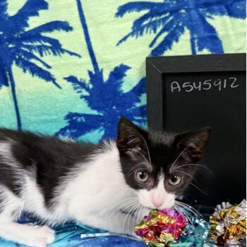 Jasper -  Domestic Short Hair Cat for Adoption in Lake Monroe, Florida - Jasper | PetCurious