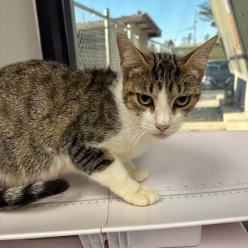 Christine -  Domestic Short Hair Cat for Adoption in Columbiana, Alabama - Christine | PetCurious