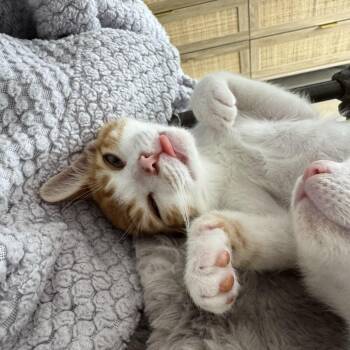 Colby -  Domestic Short Hair Cat for Adoption in Costa Mesa, California - Colby | PetCurious