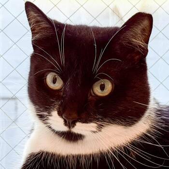 Chai -  Domestic Short Hair Cat for Adoption in Stamford, Connecticut - Chai | PetCurious