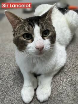 Domestic Short Hair Cats Available for Adoption in Rochester, Washington - Sir Lancelot | PetCurious