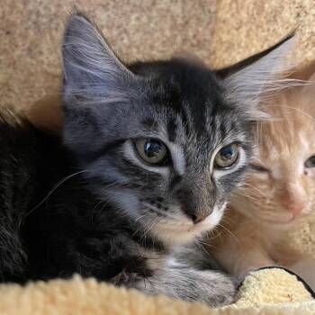 Scrabble -  Domestic Medium Hair Cat for Adoption in Pasadena, California - Scrabble | PetCurious