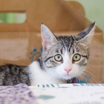 Kaiju -  Domestic Short Hair Cat for Adoption in Hot Springs, Arkansas - Kaiju | PetCurious