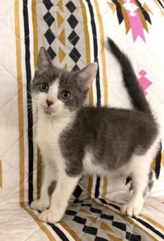 Pop Tart -  Domestic Short Hair Cat for Adoption in Long Beach, New York - Pop Tart | PetCurious