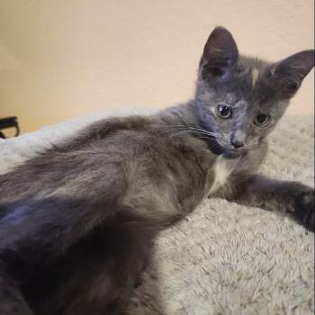 Rescue Dilute Tortoiseshell Cats for Adoption in Allen, Texas - Otter | PetCurious
