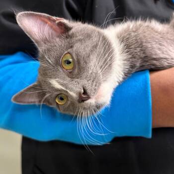 Domestic Short Hair Cats Available for Adoption - Capone | PetCurious