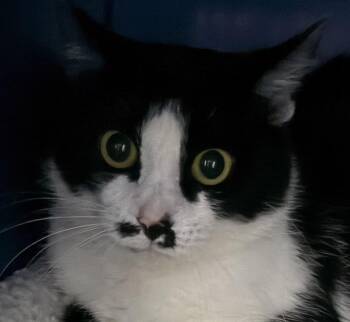 Jamie -  Domestic Short Hair Cat for Adoption in Sault Ste. Marie, Michigan - Jamie | PetCurious
