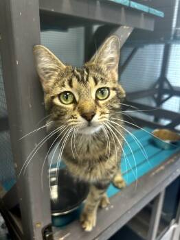 Tabby Cats Available for Adoption in Grand Rapids, Michigan - Vanessa | PetCurious