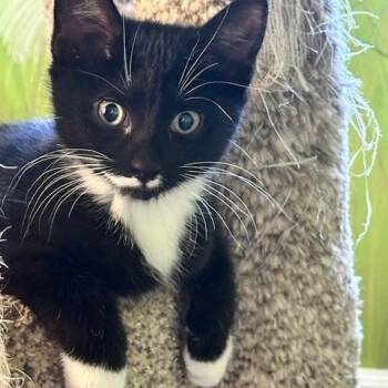 Rescue Tuxedo Cats for Adoption in Minneapolis, Minnesota - Harper | PetCurious