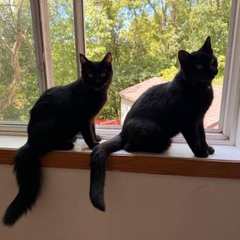 Ollie -  American Shorthair Cat for Adoption in Rochester, Minnesota - Ollie | PetCurious
