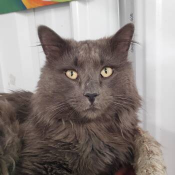 Domestic Long Hair Cats Available for Adoption in Marseilles, Illinois - Afie | PetCurious