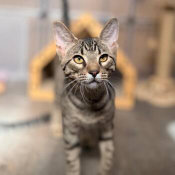 Josh -  Domestic Short Hair Cat for Adoption in Green Bay, Wisconsin - Josh | PetCurious