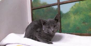 CLOVE -  Russian Blue Cat for Adoption in Houston, Texas - CLOVE | PetCurious