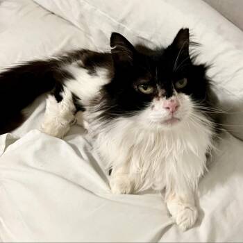 Fitzgerald -  Domestic Long Hair Cat for Adoption in Gainesville, Florida - Fitzgerald | PetCurious