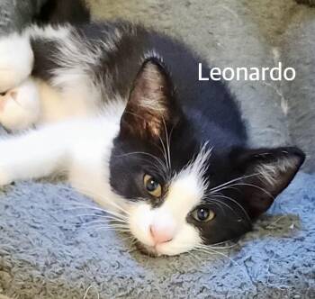 Leonardo -  Domestic Short Hair Cat for Adoption in Owasso, Oklahoma - Leonardo | PetCurious