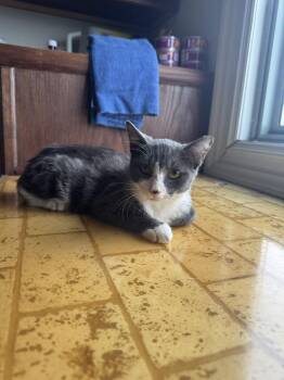 Valancy -  Domestic Short Hair Cat for Adoption in Augusta, Georgia - Valancy | PetCurious